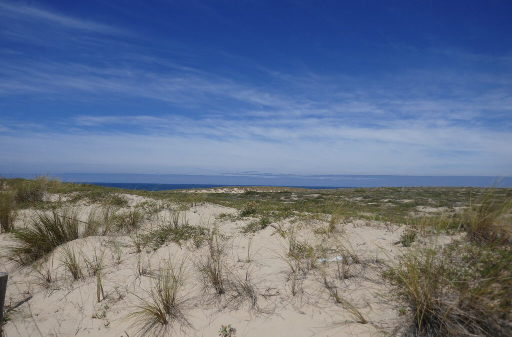 Cap Ferret à travers les saisons : une vie locale rythmée par la nature et les traditions